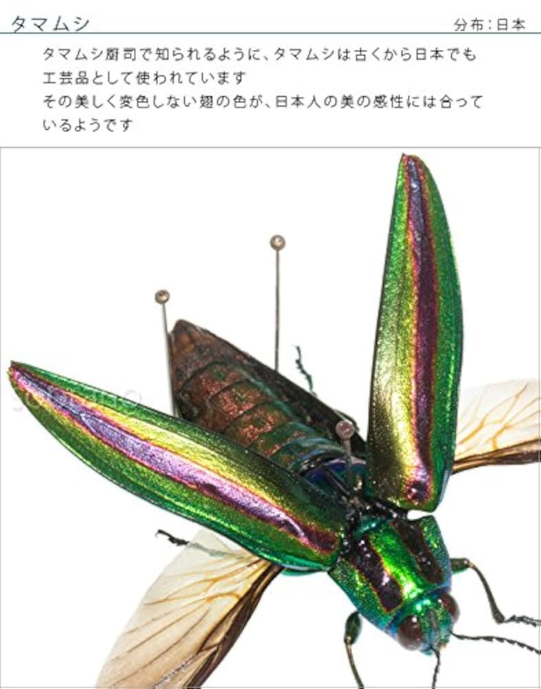 Amazon.co.jp: 虫の標本 タマムシ展翅 ライトフレーム